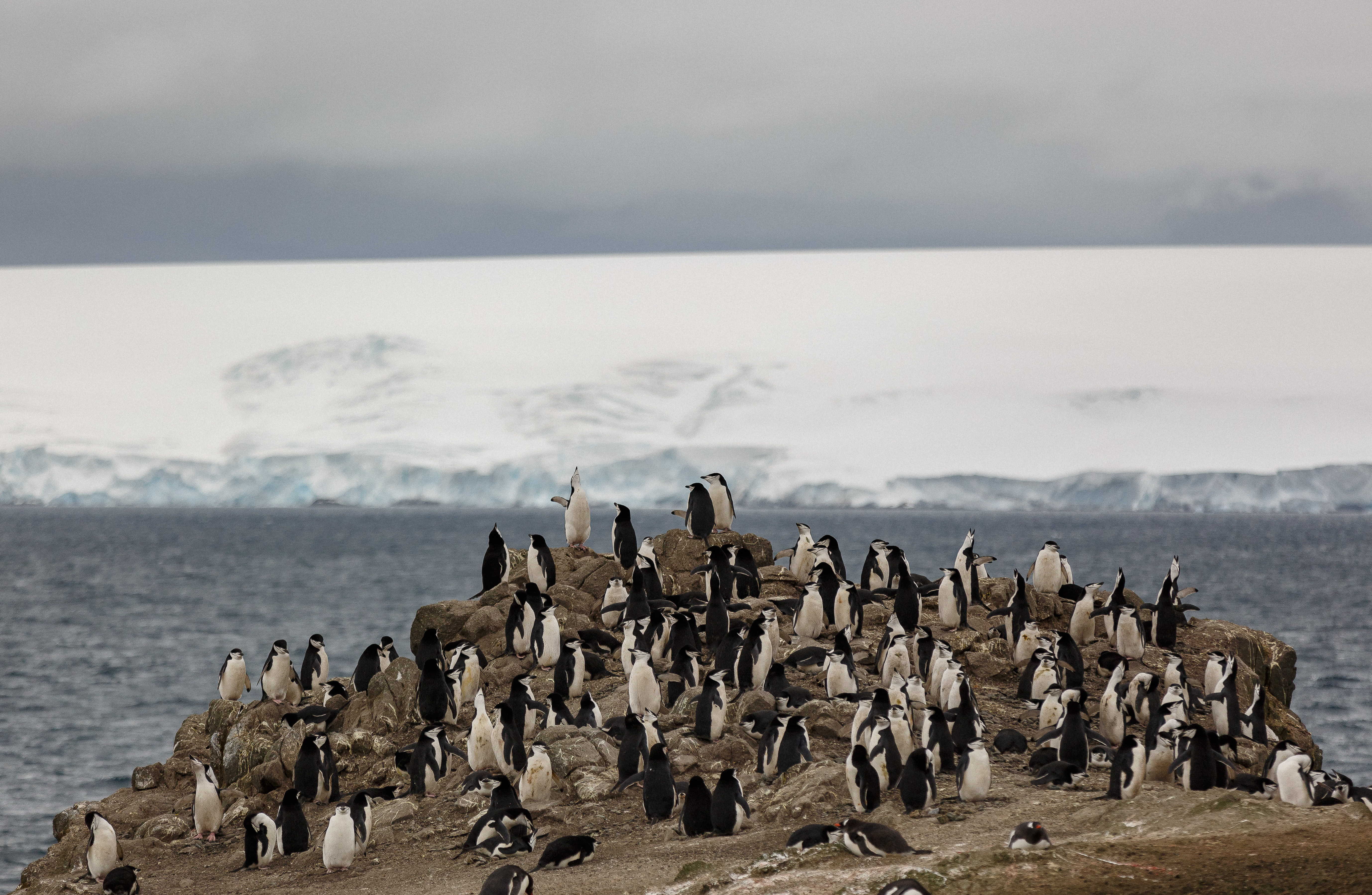 Antarctic Express: Fly the Drake