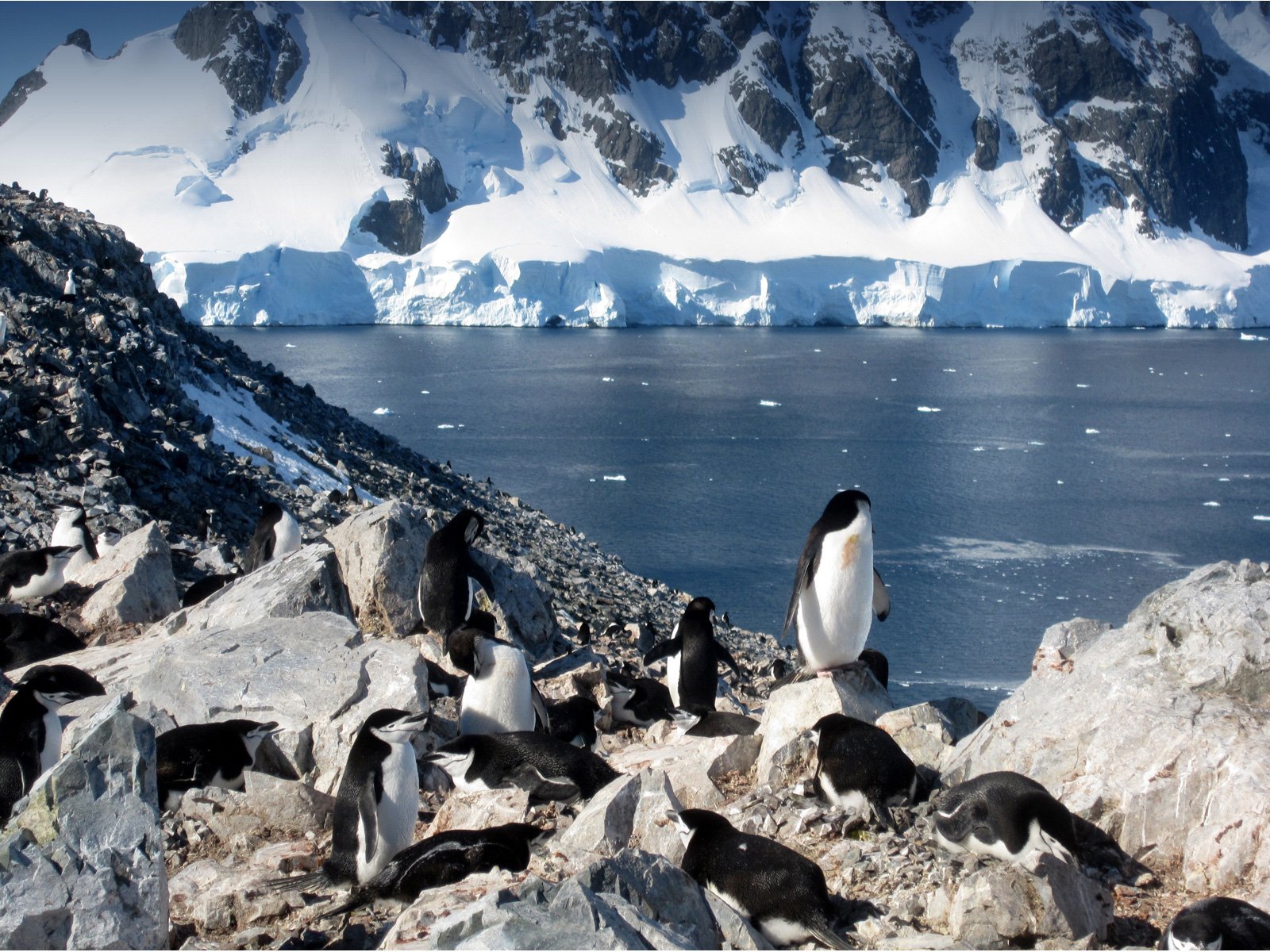 Antarctic Express: Fly South, Cruise North