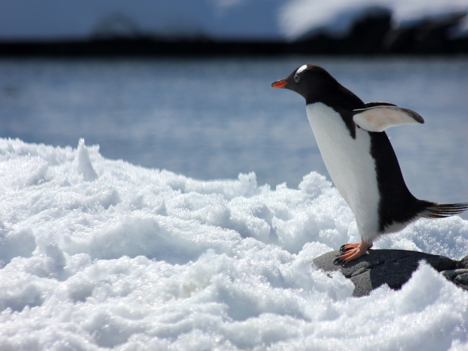 Antarctic Express: Fly South, Cruise North